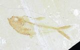 Bargain Diplomystus & Disarticulated Fish Plate #21436-1